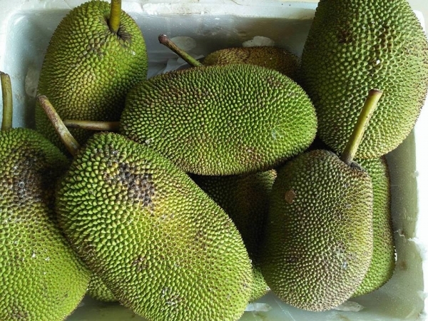 Mít Tố Nữ: Nữ Hoàng Của Các Loại Mít | Trái cây Vuông Tròn