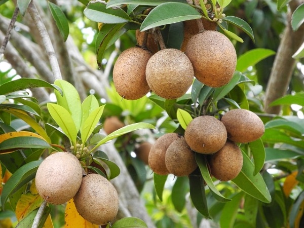 Hồng xiêm và lợi ích dinh dưỡng của nó