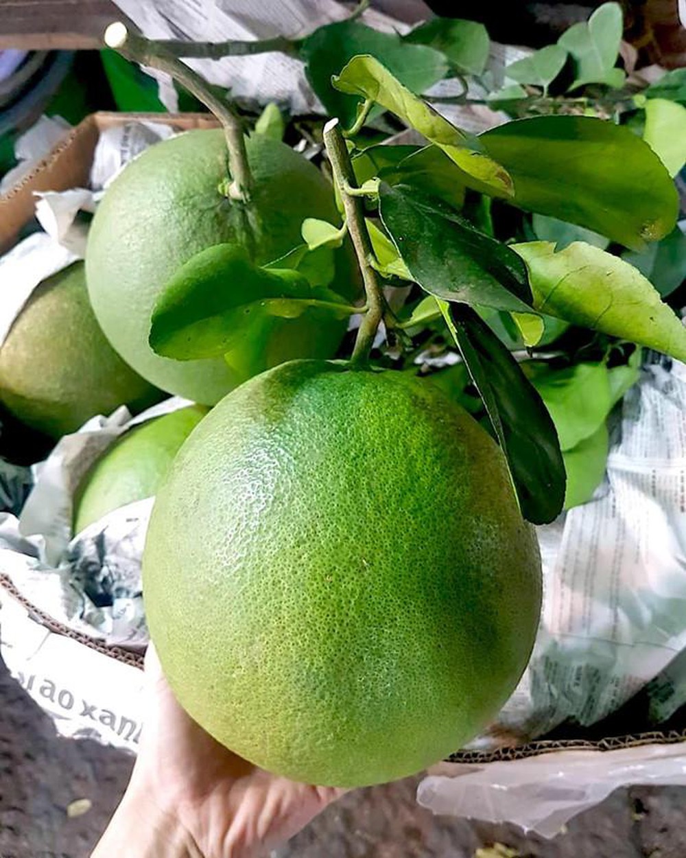 Bưởi Biên Hòa(Đồng Nai).loại trái cây đặc sản nổi tiếng nhiều năm ...