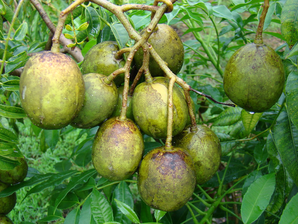 Cách Làm Món Gỏi trái cóc của Nguyễn Thuỵ Chi Anh  Cookpad